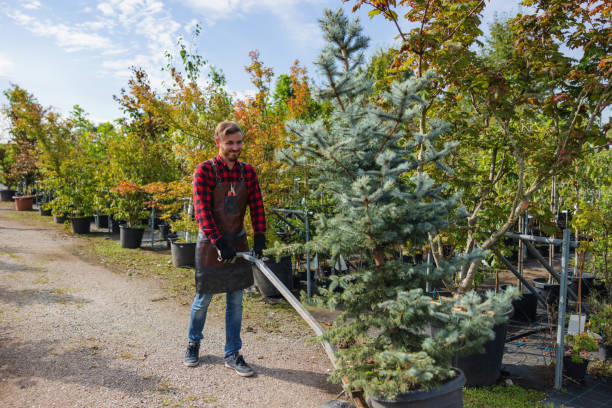 Best Root Management and Removal  in West Falls Church, VA